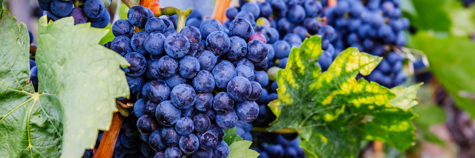 Gastronomie et vignobles du Nevada