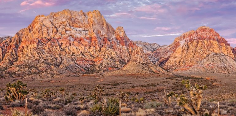 Red Rock Canyon and Joshua Trees Mojave Desert Nevada